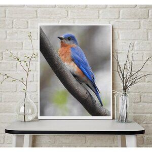 11x14 Eastern Bluebird‎ Photography Oil Painting Art Print